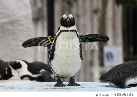 羽を震わせるケープペンギンの写真素材 [88896238] - PIXTA