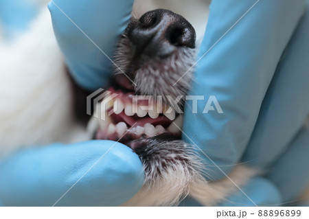 動物病院で獣医がポメラニアンの健康診断をする 動物病院で獣医がポメラニアンの健康診断をする 88896899