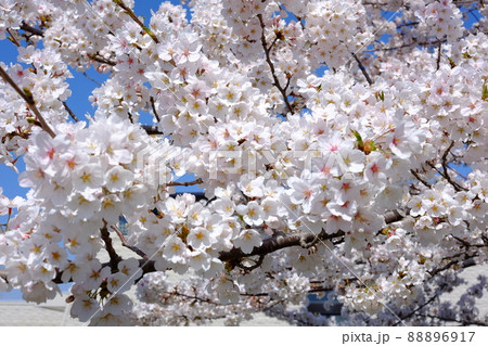 咲き誇る桜たち 88896917
