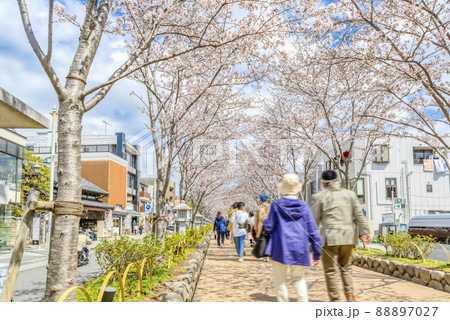 神奈川県の風景 春の鎌倉 神奈川県の風景 春の鎌倉 88897027