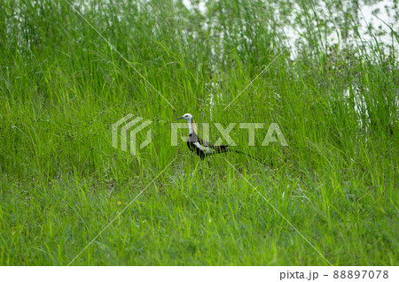 Pheasant-tailed Jacana feeding in a pond with vegetation. Long-tailed bird. 88897078