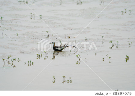 Pheasant-tailed Jacana feeding in a pond with vegetation. Long-tailed bird. 88897079
