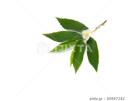 Close up Jam tree, Jamaican cherry, Malayan Cherry, West Indian Cherry. Close up Jam tree, Jamaican cherry, Malayan Cherry, West Indian Cherry. 88897282