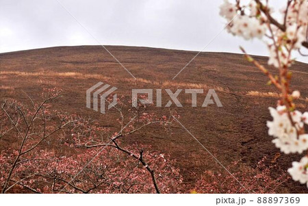 花曇りの大室山とさくらの里 花曇りの大室山とさくらの里 88897369