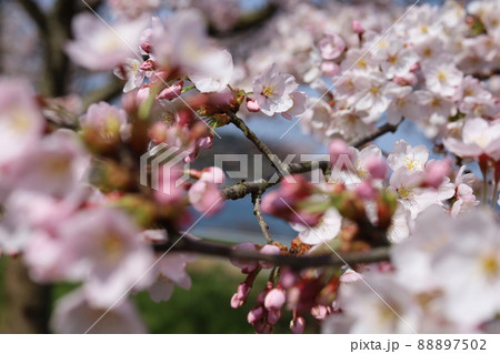 海辺の桜 88897502