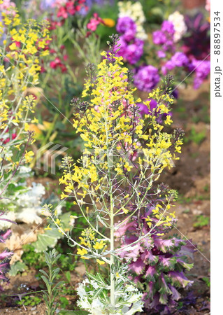 色鮮やかな葉牡丹(ハボタン)の花 色鮮やかな葉牡丹(ハボタン)の花 88897534