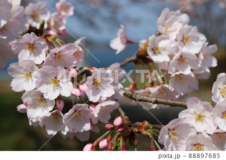 海辺の桜 88897685
