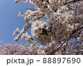 青空と桜 88897690