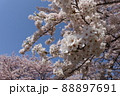 青空と桜 88897691