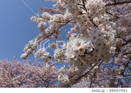 青空と桜 青空と桜 88897691