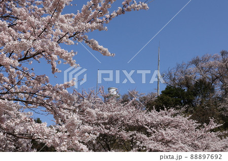 白灯台と桜満開 白灯台と桜満開 88897692