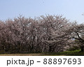 公園の桜 88897693