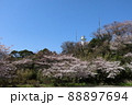 青空に白灯台と桜満開 88897694