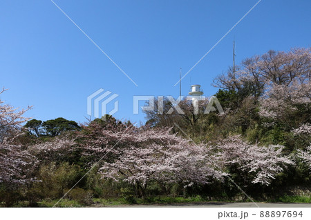青空に白灯台と桜満開 88897694