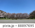 公園の桜 88897695