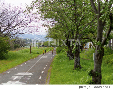新緑の桜並木とサイクリングロード 88897783
