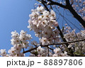 青空と桜 88897806