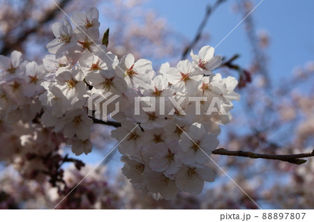 青空と桜 青空と桜 88897807