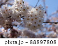 青空と桜 88897808