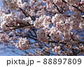 青空と桜 88897809