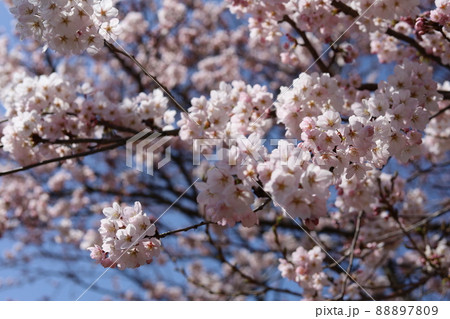 青空と桜 青空と桜 88897809