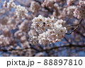 青空と桜 88897810