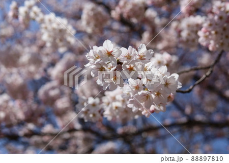 青空と桜 青空と桜 88897810