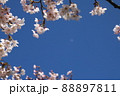青空と桜にぼやけた月 88897811