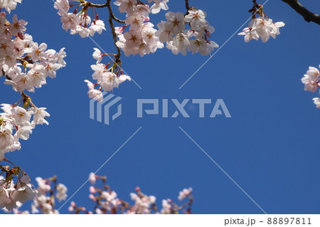 青空と桜にぼやけた月 青空と桜にぼやけた月 88897811