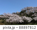 青空と桜と白灯台 88897812