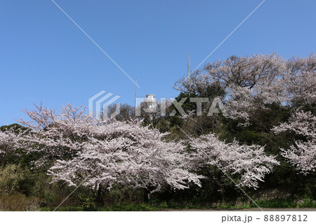 青空と桜と白灯台 青空と桜と白灯台 88897812