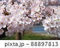 海辺の桜 88897813