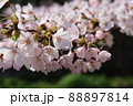 桜満開 88897814