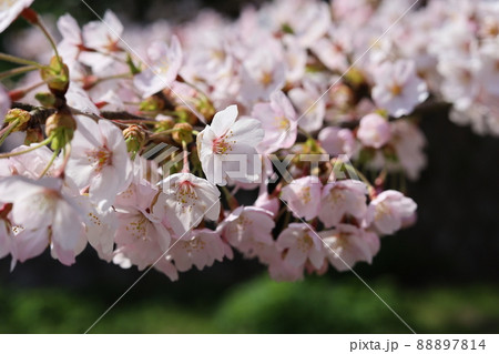 桜満開 88897814