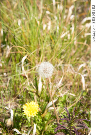 タンポポの花と綿毛 88898582