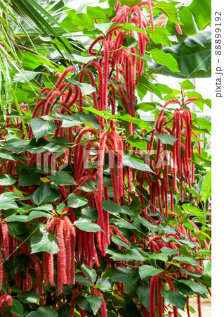 マレーシア原産の垂れ下がる花序のベニヒモノキ 88899192