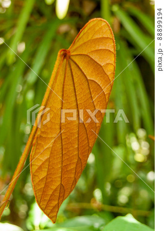 赤っぽく変色したアコウの葉のアップ【クワ科】 88899194
