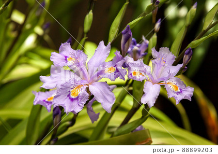 紫色の脈と黄色の斑紋があるヒメシャガ【アヤメ科】 紫色の脈と黄色の斑紋があるヒメシャガ【アヤメ科】 88899203