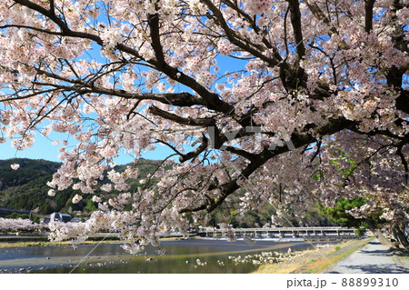 春の嵐山　満開の桜 88899310