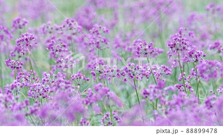 ラッキョウの花　鳥取県北栄町 88899478