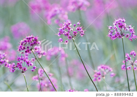 ラッキョウの花 鳥取県北栄町 ラッキョウの花 鳥取県北栄町 88899482