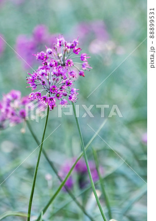 ラッキョウの花　（鳥取県北栄町） 88899531
