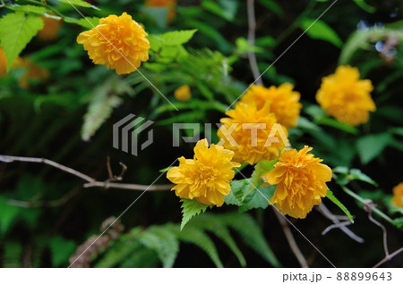 八重のヤマブキ 88899643