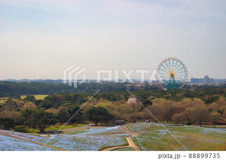 ひたち海浜公園（ネモフィラ） 88899735