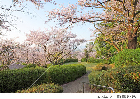 福岡県久留米市の耳納山麓にある桜の名所発心公園 福岡県久留米市の耳納山麓にある桜の名所発心公園 88899796