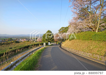 福岡県久留米市の耳納山麓にある桜の名所発心公園 88899797