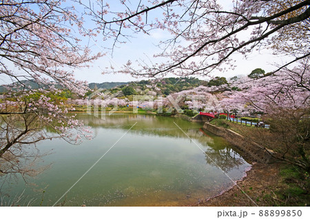 福岡県朝倉市の市民憩いの場桜の名所甘木公園 88899850