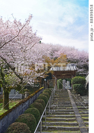 福岡県朝倉市秋月にある日蓮宗福王山本證寺桜と山門 福岡県朝倉市秋月にある日蓮宗福王山本證寺桜と山門 88899858