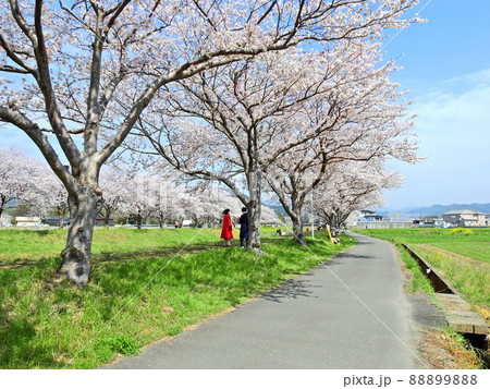 桜の名所福岡県朝倉郡の草場川の桜並木を散策する二人 桜の名所福岡県朝倉郡の草場川の桜並木を散策する二人 88899888