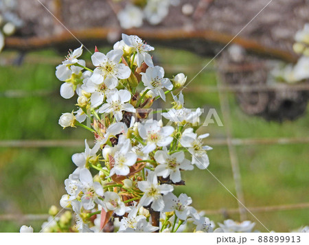 春に白い花を咲かせるバラ科の果樹梨 春に白い花を咲かせるバラ科の果樹梨 88899913
